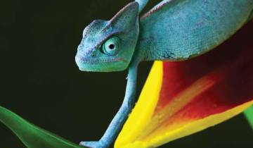 Madagascar: O Continente Perdido