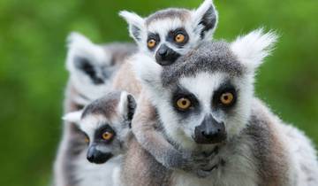 Madagascar: The Lost Continent Tour