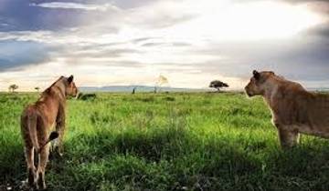 Tanzania classic safari 3 days