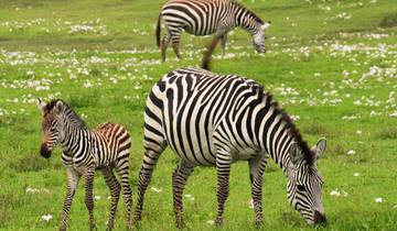 On Safari in Kenya & Tanzania with Nairobi Tour