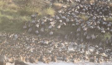 Circuito 5 días migración al Serengeti