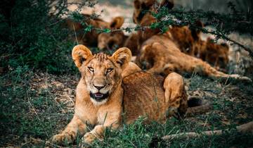 7-Day Tanzania Photographic Safari Holidays - Mid Range Tour