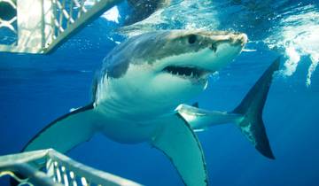 Mother city Cape Town, 5days - Shark Cage Diving & Aquila Safari Tour & Cape Peninsula & Wine Tasting & Robben Islands Tour