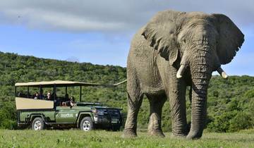 Cape Town. Inverdoorn Safari &  Oudtshorn & Tsitsikamma National Park & Knysna & Mossell Bay Tour