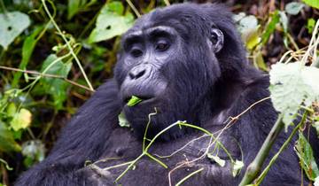7 Day Gorillas, Wildlife, Lake Bunyonyi and Chimp Trek Tour