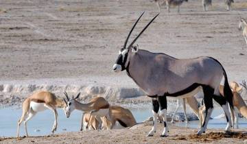 10 Day Namibia Itinerary, incl. Sossusvlei and Etosha
