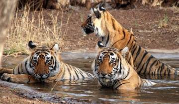 Au départ de Delhi : Circuit privé de luxe du Triangle d\'Or avec Ranthambore circuit