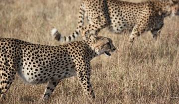 Tanzania: The Serengeti & Beyond with Serengeti extended stay Tour