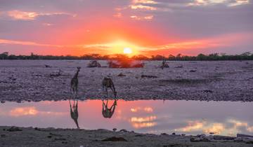 Brut Namibie