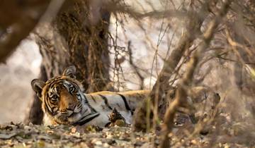 Taj Mahal et tigres - Circuit de 7 jours dans le Triangle d\'or de l\'Inde avec Ranthambore circuit