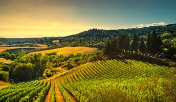 Private Gourmet Wine Tour in Tuscany, Italy Tour