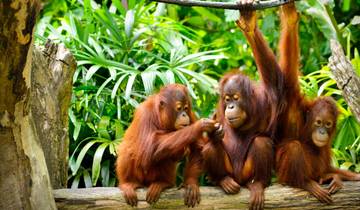 20 Days in Malaysia, incl. Kuala Lumpur and Borneo
