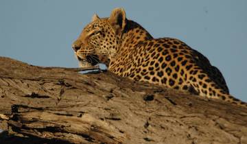 Nord de la Namibie : Le meilleur du Nord – 5 jours et 4 nuits – Windhoek – Etosha – Damaraland – Windhoek