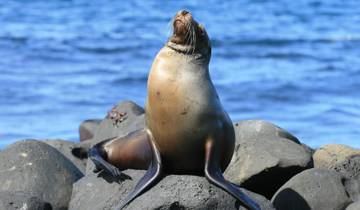 6-tägige Galapagos-Expedition (Touristenklasse) Rundreise