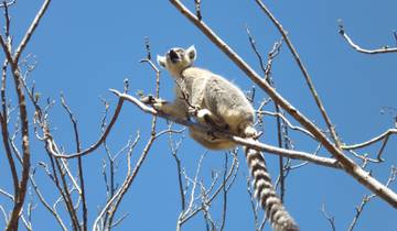 Admire lemurs on the RN7