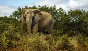 Safari classique de 5 jours dans le parc Kruger circuit