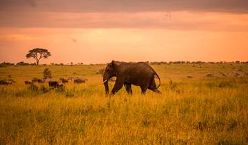 Safari au Serengeti et Zanzibar circuit