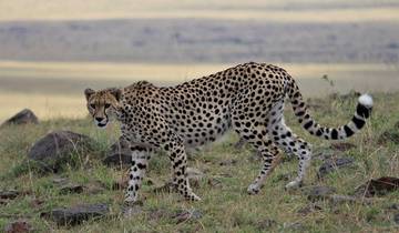 Luxus Wildlife Kenya Lodge Safari 5 Tage