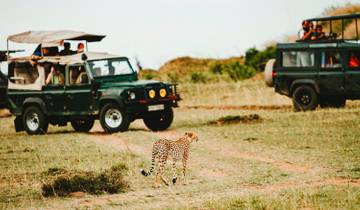 Budget Luxury Masai Mara Safari in Kenya (in A Private JEEP with A FREE NIGHT at Nairobi Hotel) Tour