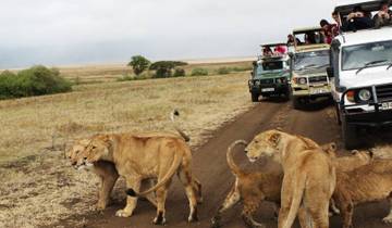 Kenya Round Trip Safari Tour