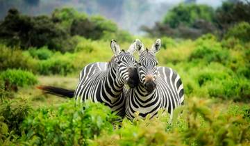 Beeindruckende Kenia Safari - 4 Tage  Rundreise