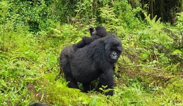 5 Days Discover Rwanda & Gorilla Trekking Adventure