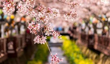 Walking Through Cherry Blossoms Tour