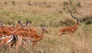 6 dagen Thorn Tree Luxe Kenia Safari-rondreis