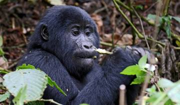 4 Tage Ruanda & Uganda Gorilla Trekking Safari über Ruanda