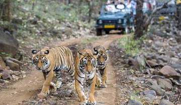 Circuito Triángulo de Oro con Tigres de Ranthambore y Taj Mahal al Atardecer/Amanecer -6 Días