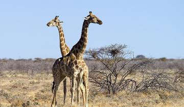 4-Day Etosha National Park and Swakopmund (Lodging)