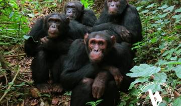 3 Days Nyungwe forest tour with chimpanzee tracking and canopy walk. Tour