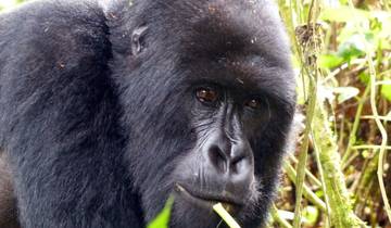 3 days Rwanda gorillas and golden monkeys tracking tour. Tour