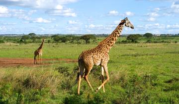 12 Days Gorillas & The Great Migration and Big Five