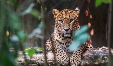 Nature & Wildlife Tour Sri Lanka (Free Upgrade Private tour for two paying clients or more available) Tour