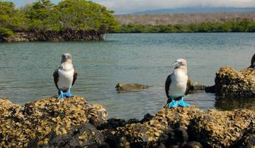 Oost-Galapagos eiland hoppen-rondreis