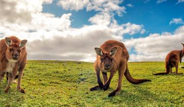 Great Ocean Road and Kangaroo Island Escape (7 Days) Tour