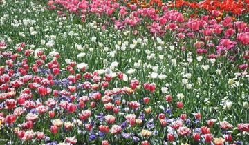 Capital Blooms (2025/2026, Best Buys)