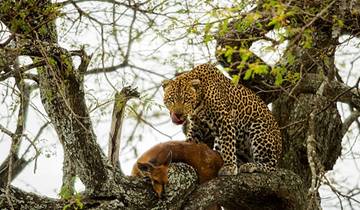 Lake manyara, Serengeti and Ngorongoro conservation area