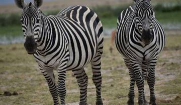 Safari familiar de lujo de 8 días en Kenia y vacaciones en la playa - Masai Mara, Naivasha y Diani Beach"