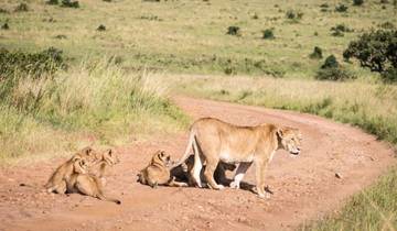 Circuito Safari económico de 12 días en camping por Tanzania y Kenia - Serengeti, Ngorongoro y Masai Mara