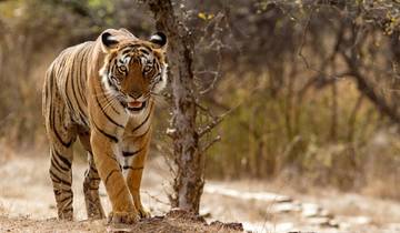 Goldenes Dreieck mit privater Ranthambore Dschungelsafar - 7 Tage Rundreise