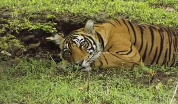Tiger Safari and Agra Taj Mahal Tour Starts from Jaipur ends in Delhi - 3 Days 2 Nights Tour