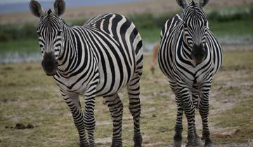 13 Days Kenya And Tanzania  Budget  Small Group  Safari Tour