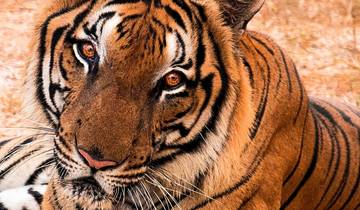 Adventures Ranthambore Wildlife Safari Tour with Golden Triangle 7Days