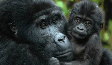 Gorilla Tracking & Batwa exploration safaris Tour