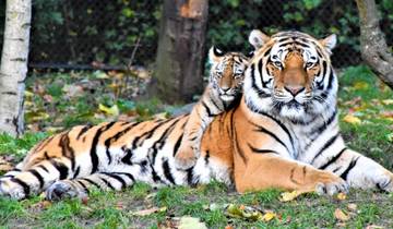 Rondreis door de Gouden Driehoek – met Ranthambore – tijgers & de Taj Mahal bij zonsopgang/zonsondergang – 8 dagen-rondreis