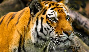 Adventures Ranthambore Wildlife Safari Tour from Delhi with Safari Rides