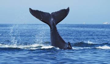 South Africa Cape Town 5 Days Attraction Tours: Whale Watching & Cape Peninsula  & Wine Tasting & Aquila safari & Paraglading Tour Tour