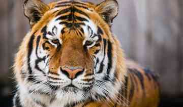 Private 4-Days Tiger Safari & Taj Mahal Tour from Delhi Tour